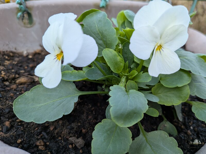 クリックで拡大