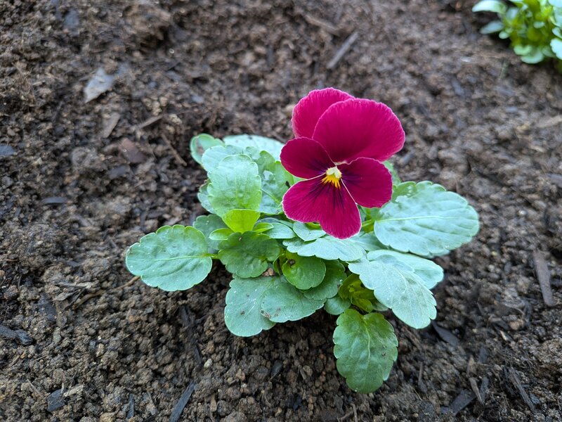 クリックで拡大